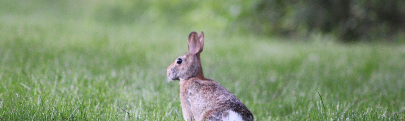 rabbit standing at attention in a field