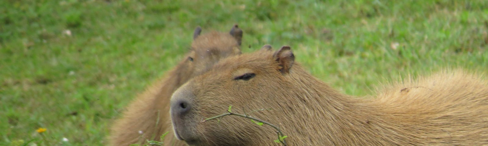 A capybara rests on some dirt before another capybara in the distance with green grass behind them both.