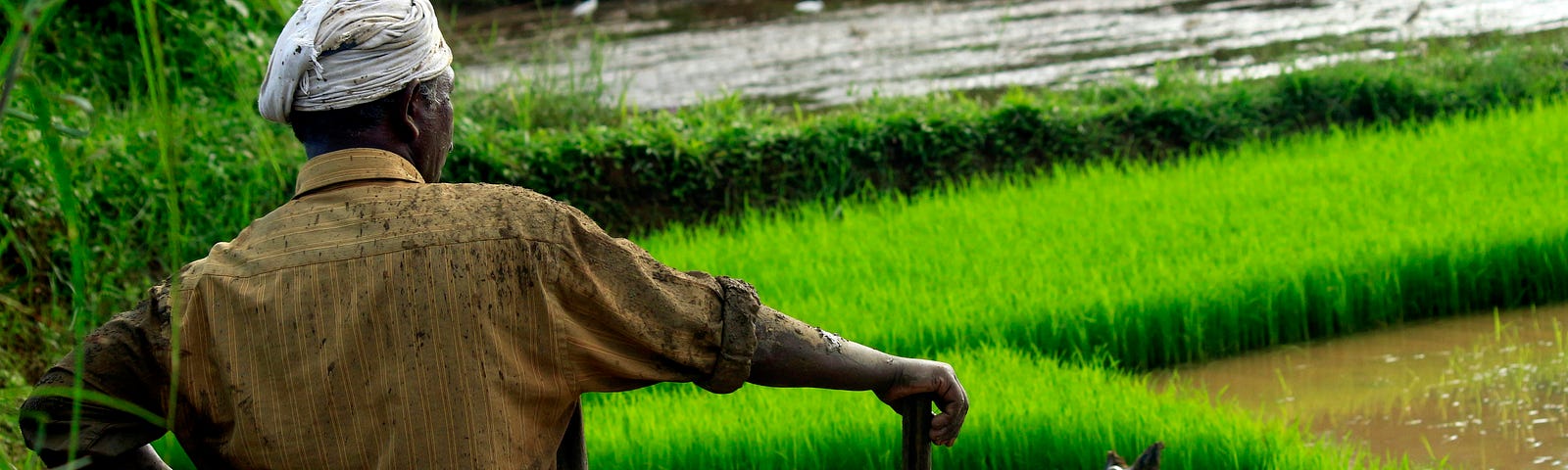 A farmer stands with his hand on a shovel, looking at his green crops and the flowing water they need.