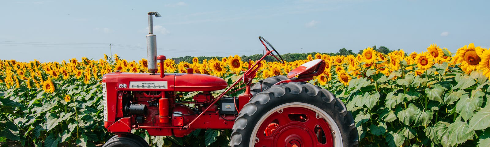 Tractor next to sunflower field