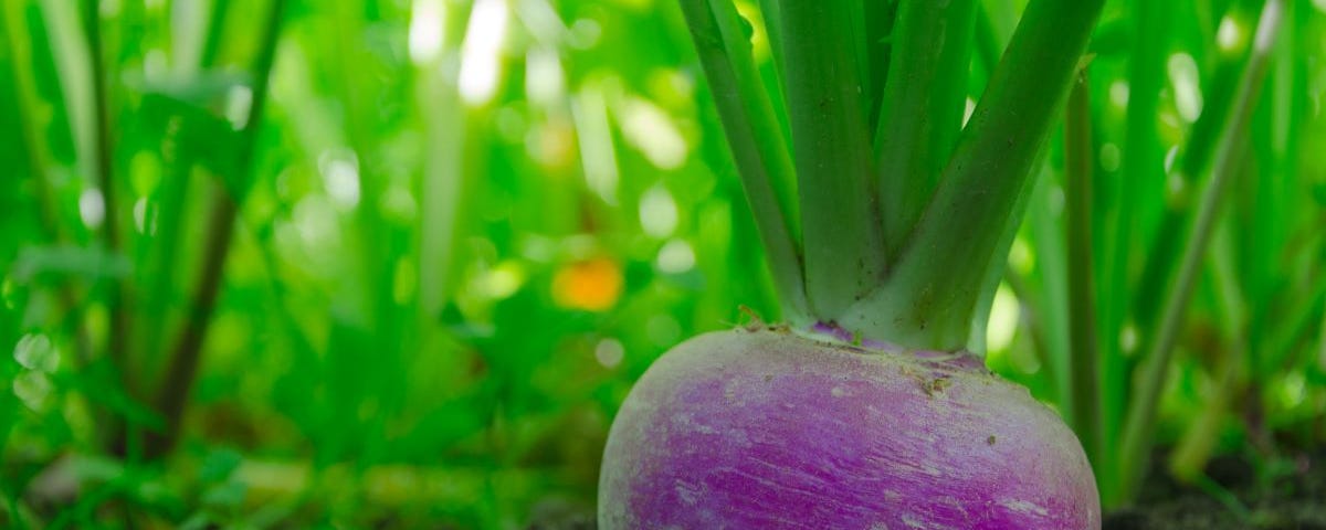 Planting turnip seeds in your garden is a rewarding and low-maintenance way to enjoy these nutritious veggies.
