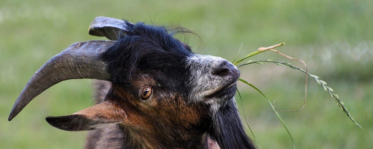 A goat with grass in its mouth