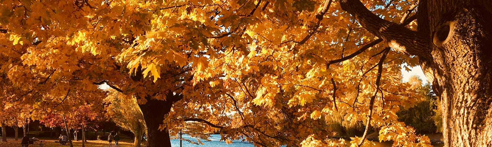 Autumn trees by a lake