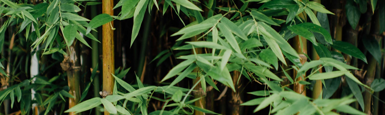 Bamboo forest