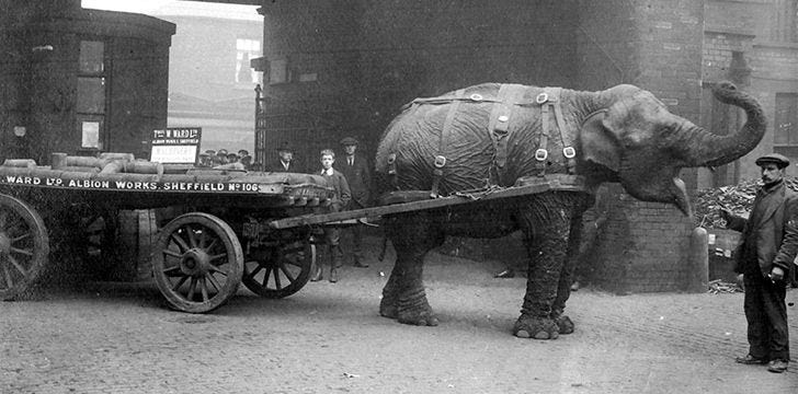 During the WWI period of UK History, exotic animals like Lizzie the elephant were used on the home front. She appears in my historical novel.