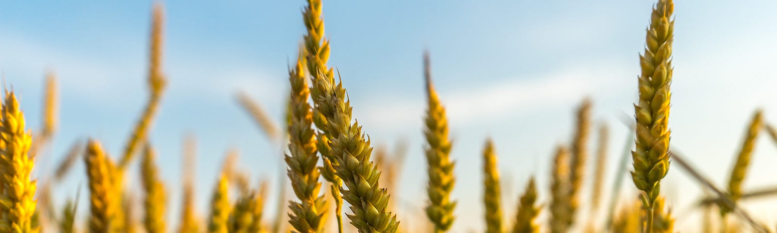 A field of yellow wheat against a blue sky.