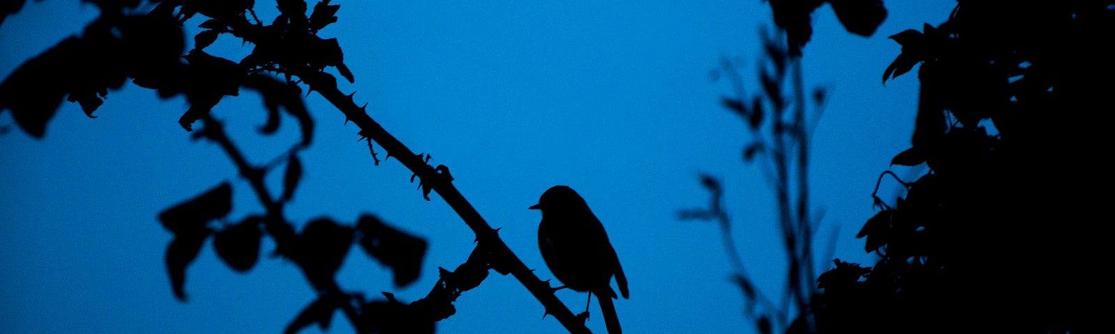 evening, dark, woods, bird, between