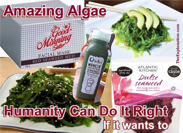 Amazing algae food and products. Seaweed is a useful resource, and humanity can do it right if it wants to.