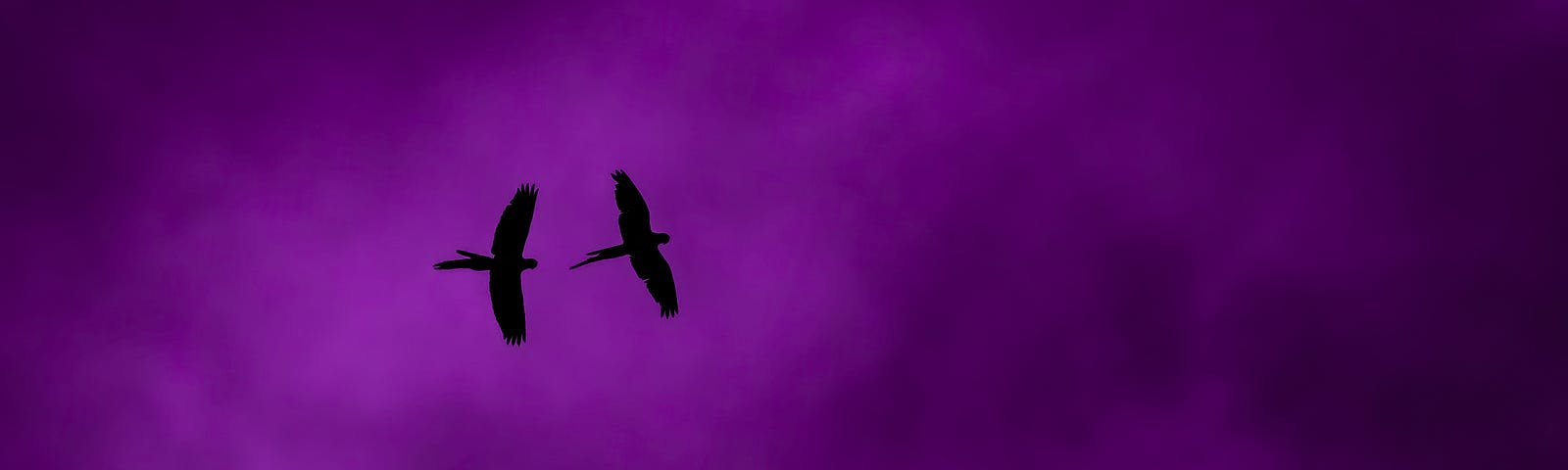 silohette of two raptors in flight against purple clouds