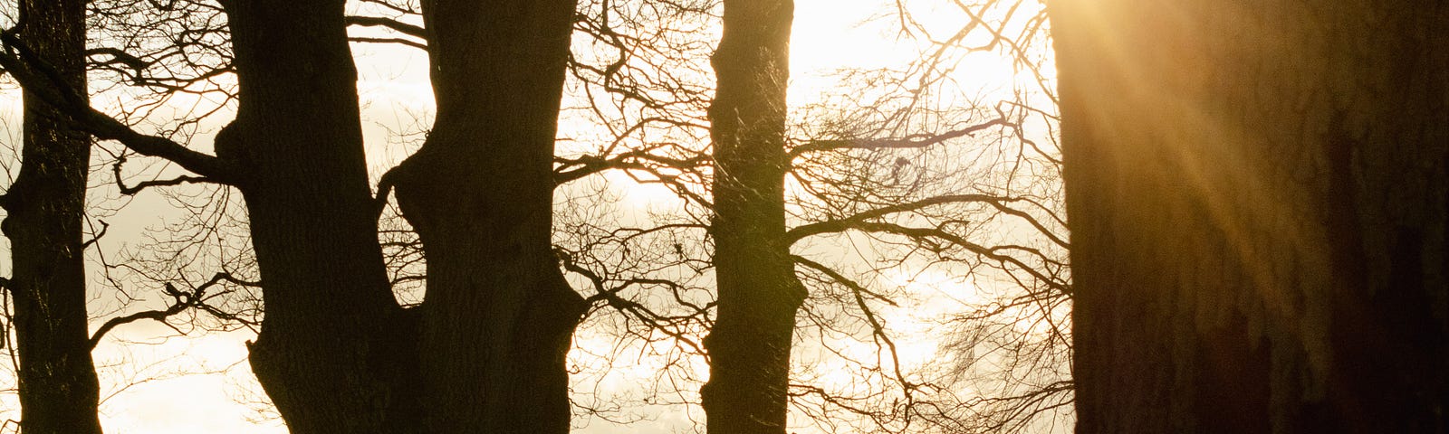 An early morning sun shining through leafless trees as a grey haze washes over the land.