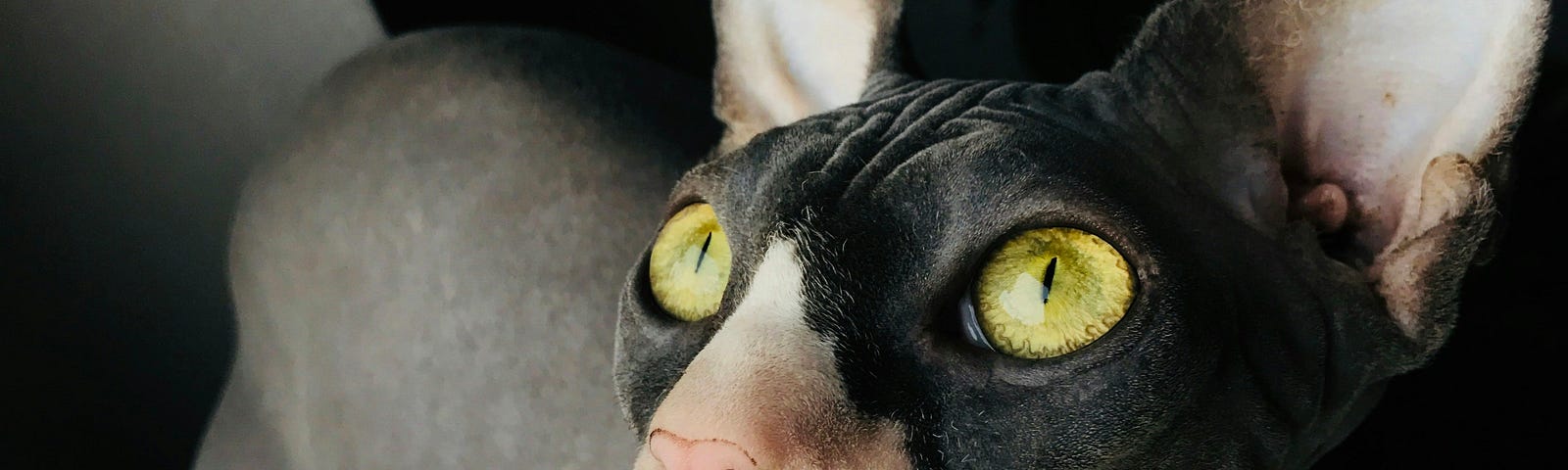 A hairless black and gray cat with large ears and lime-green eyes looks off to the left. Frankly scary.