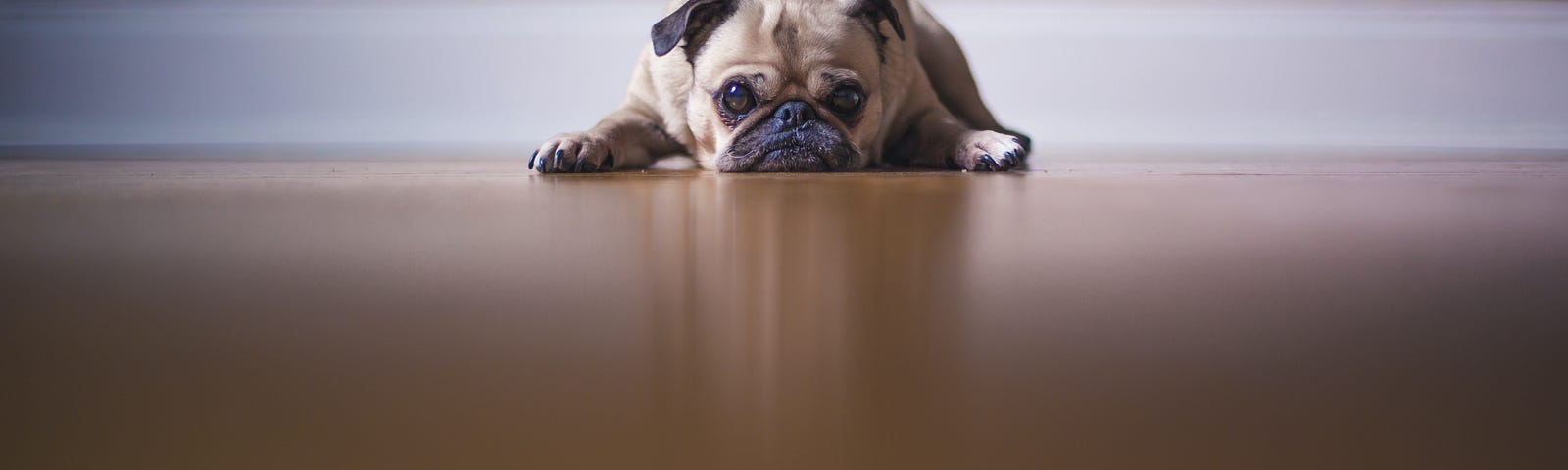 Fawn coloured pug laying on the floor
