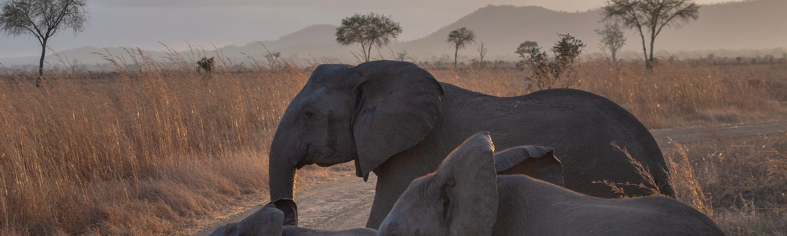 Elephant family crossing a street in the savanna