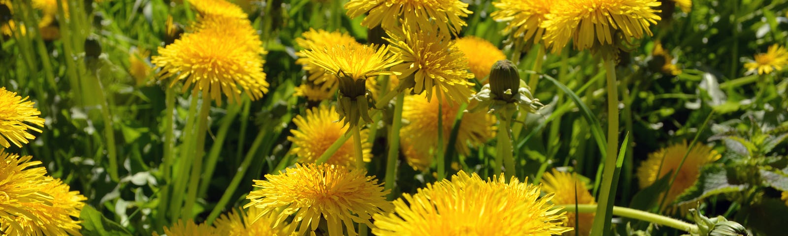 A field of dandelions with large vibrant yellow blossoms in the foreground.