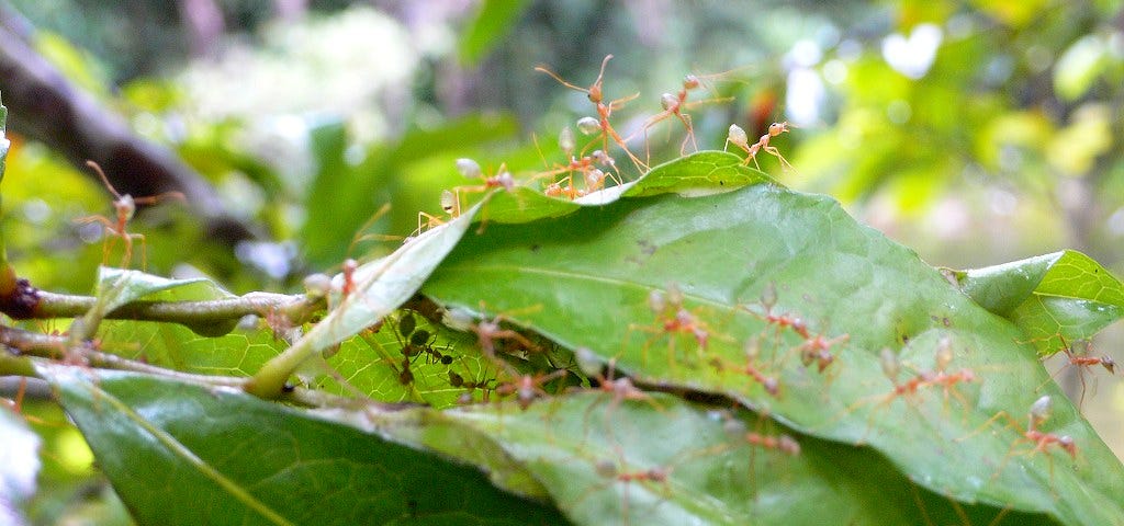 Green tree ants on a leaf, Daintree rainforest, northern Australia (author’s photo)