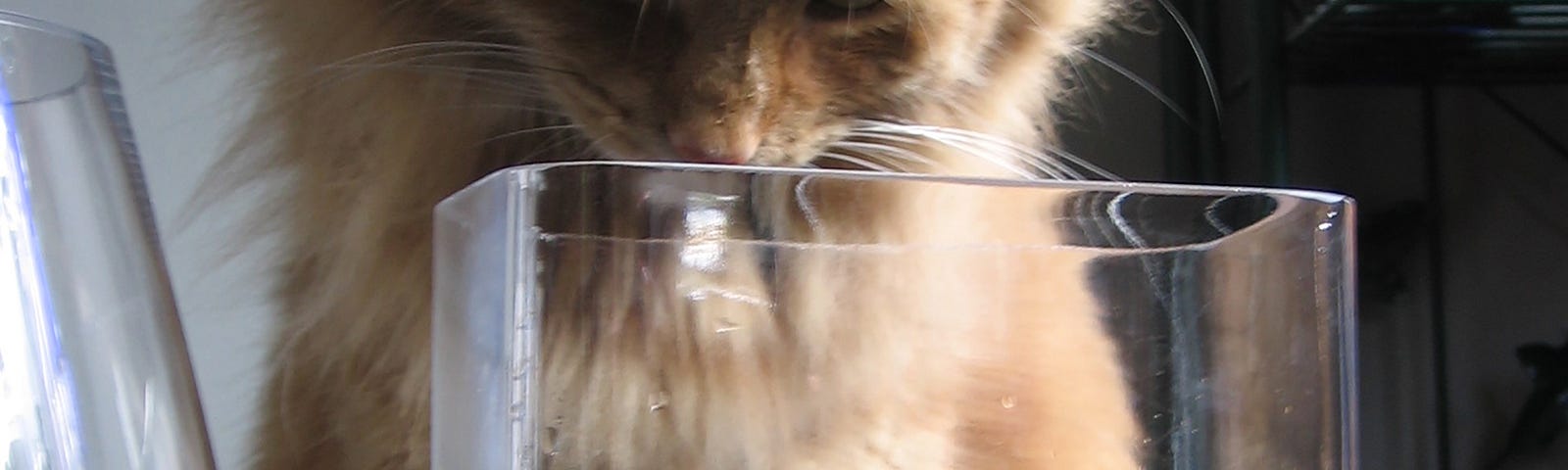 A orange long-haired cat longing looking at the open glass fishbowl filled with water and a floating goldfish. As if the metaphor for ‘beta-testing’ the scenario.