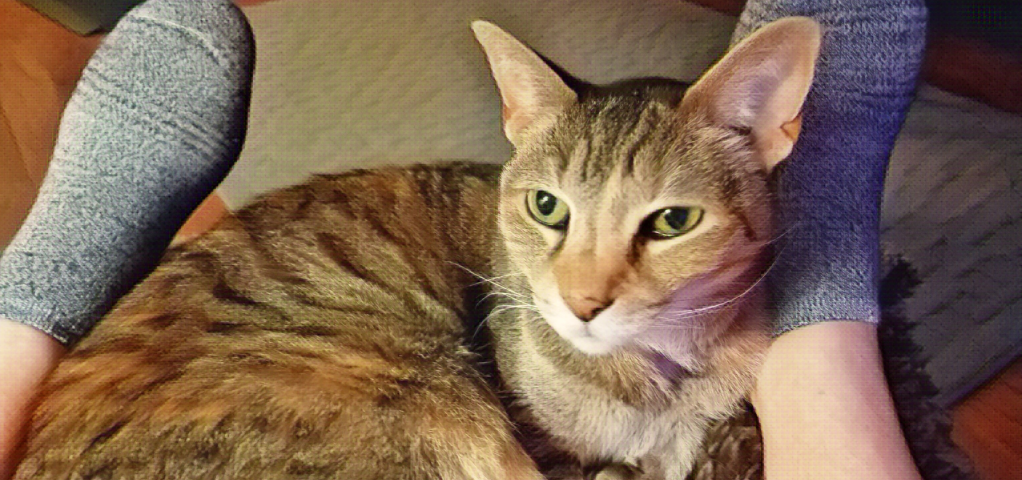 an adult tabby cat cuddled on a footstool between a pair of feet