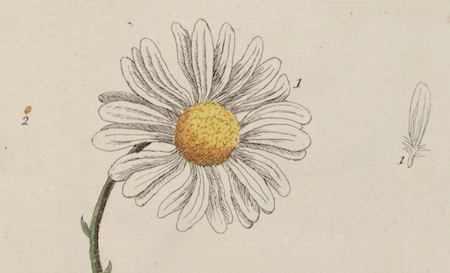 clip of a page from A Curious Herbal showing an ullustration of a daisy alongside a petal