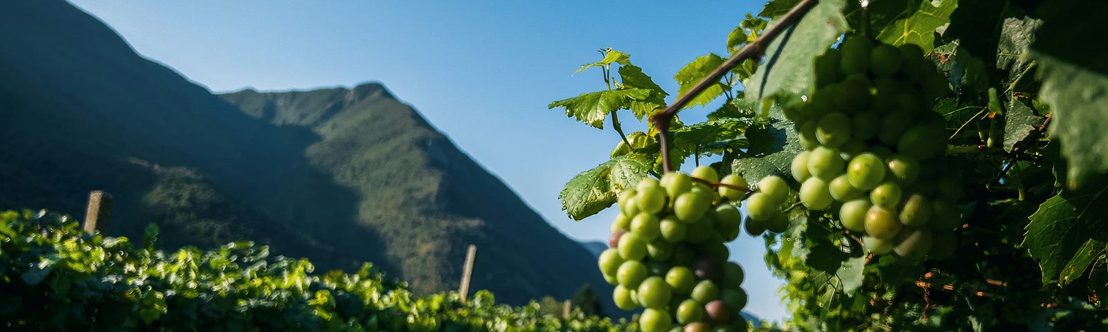 A winery with a mountain in the background and grapes hanging on a vine in the foreground