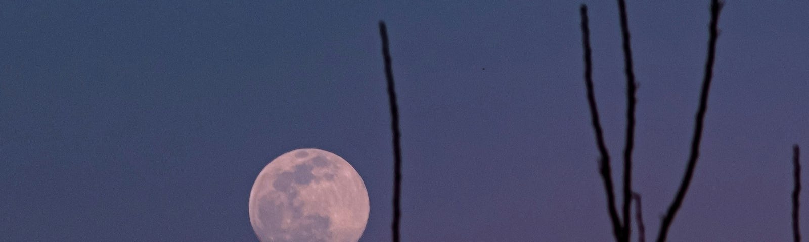 tree branches and a full moon