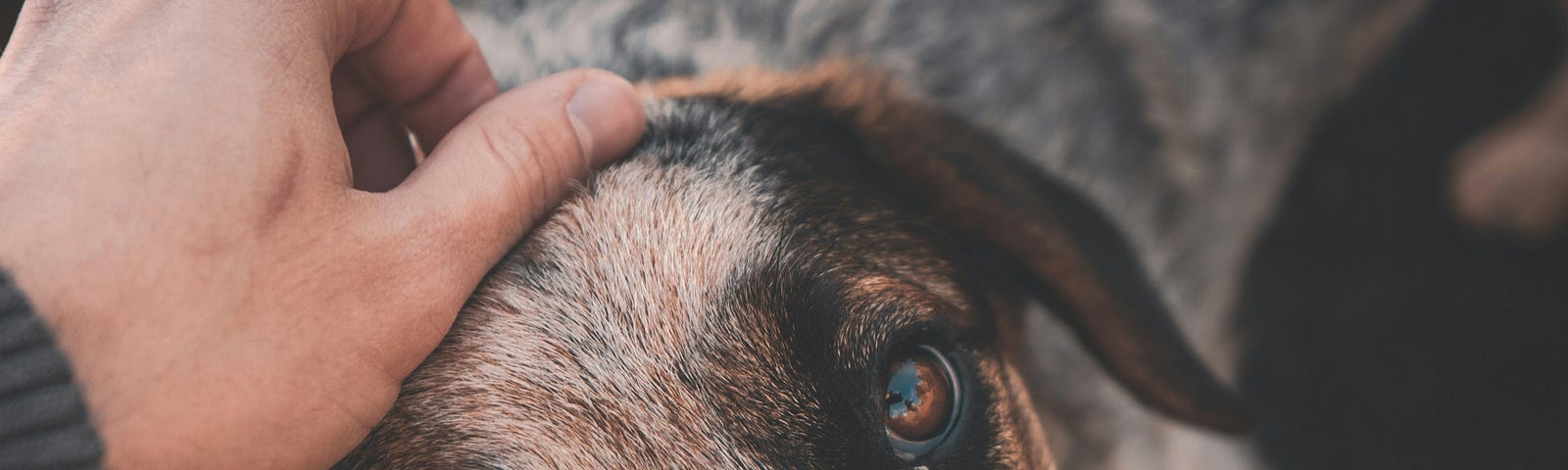 Stray dog getting petted