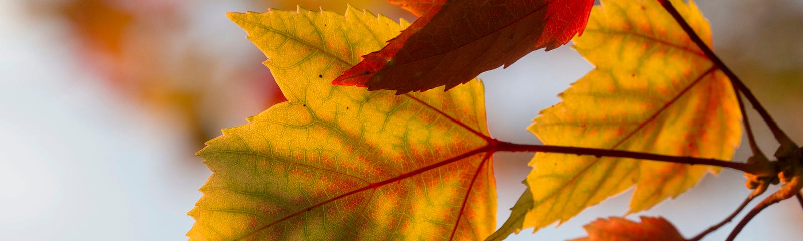 Gold and red autumn leaves on a tree