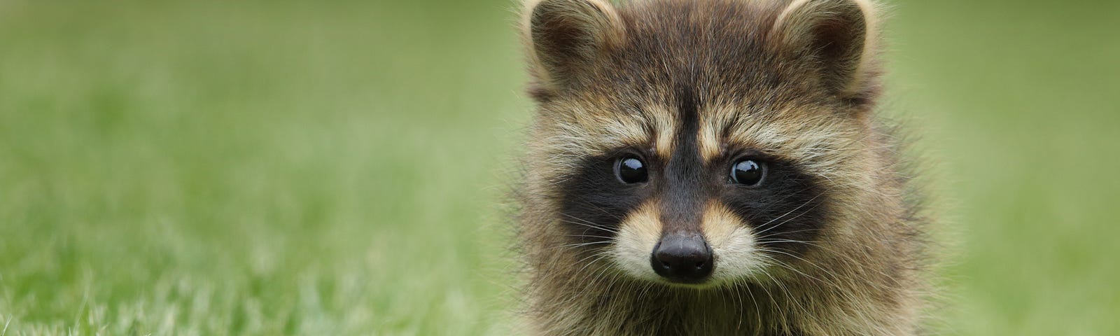 A very cute baby raccoon with one paw outstretched, looking slightly concerned towards the camera