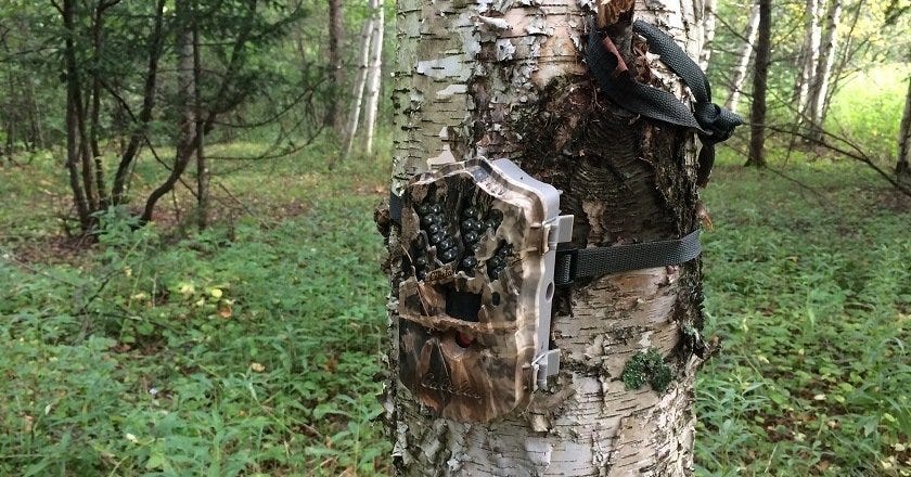 Camouflage a Trail Camera