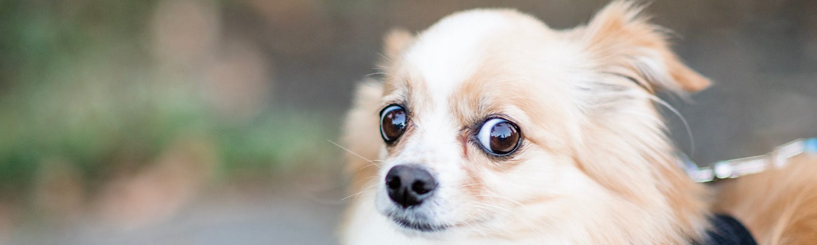 photo of a small dog looking confused, with eyes open wide