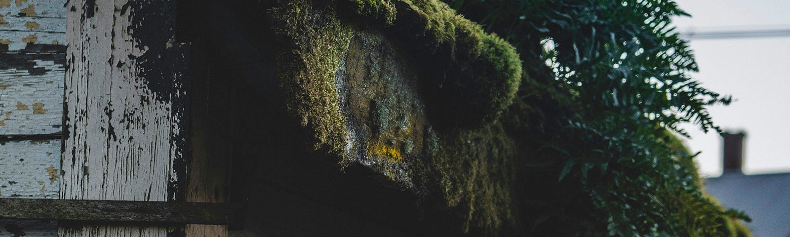 An old wooden garden shed — moss and ferns sprouting from the roof.