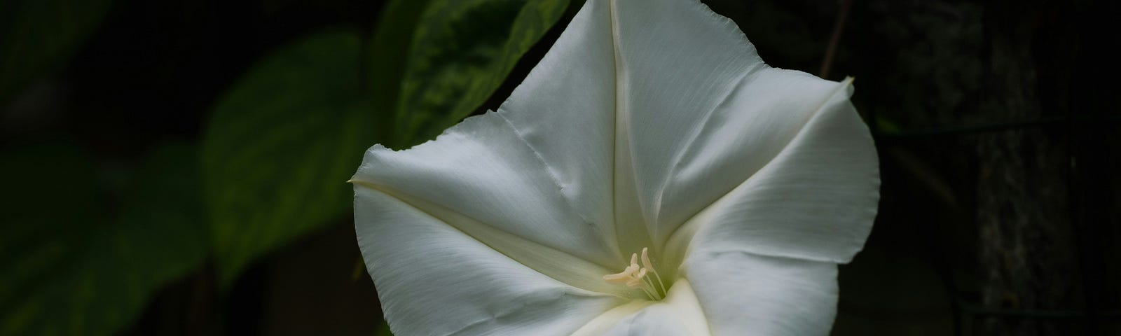 white flower on dark background
