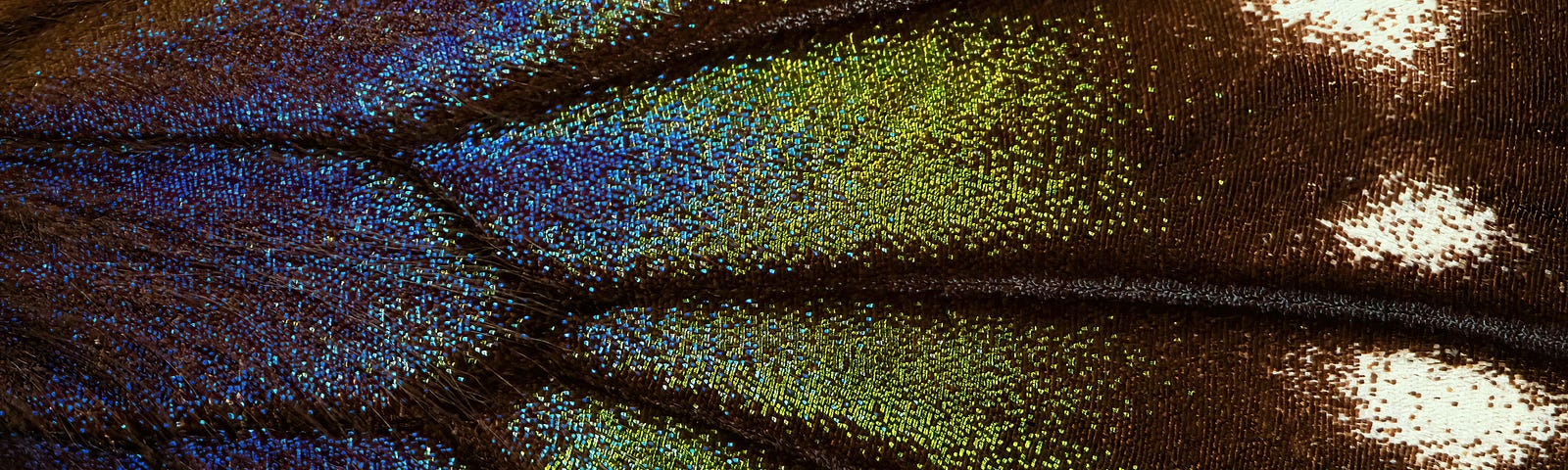 Close up of butterfly wing, showing the individual motes of color