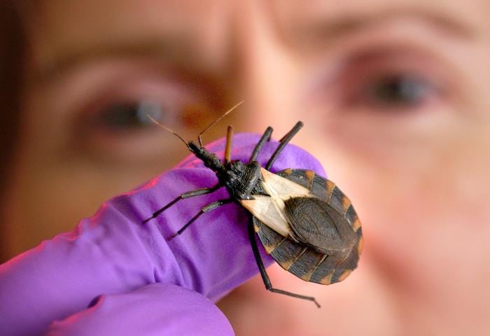 A scientist wearing purple gloves holds a large triatomine bug, commonly known as a ‘kissing bug,’ which is known for transmitting Chagas disease.