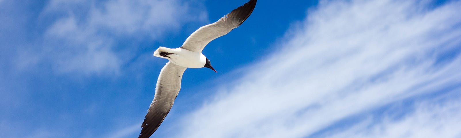 A black and white bird flying against a cloudy but blue sky.