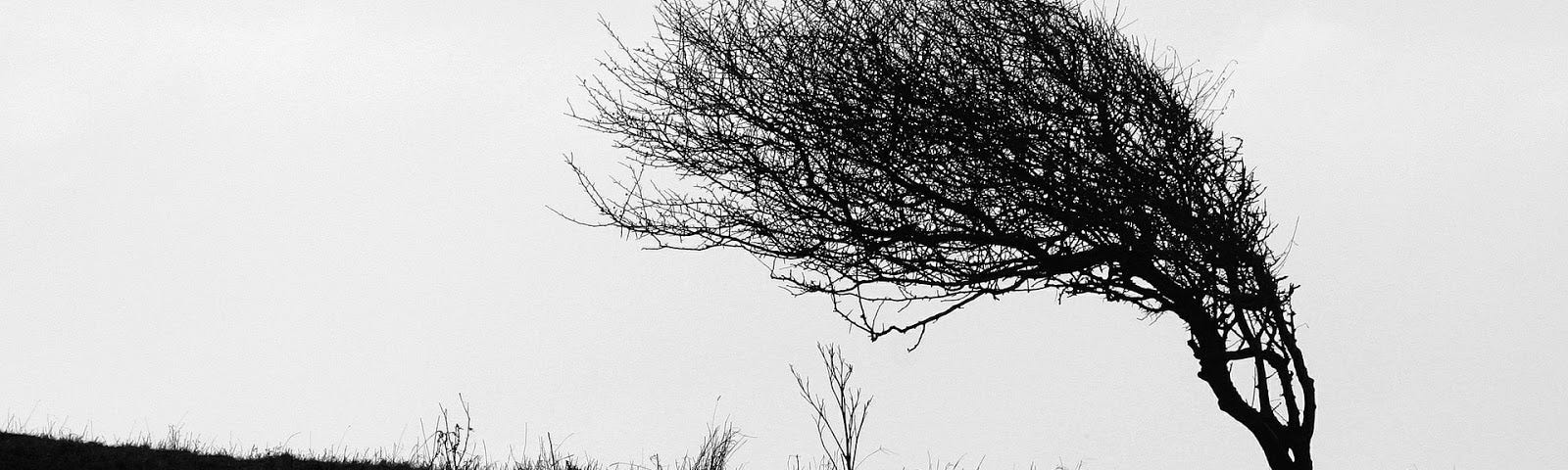 Tree bending in the wind as a symbol of resiliency.