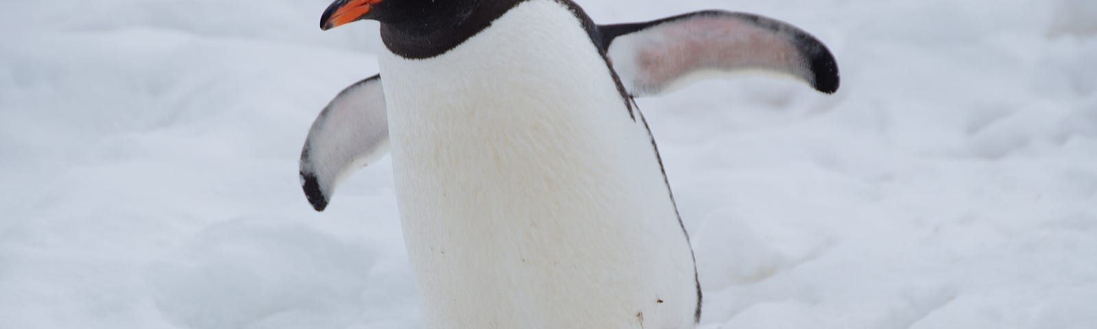 A penguin dancing in the snow