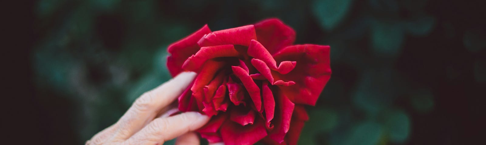 An older person’s hand and that of a younger person hold a rose.