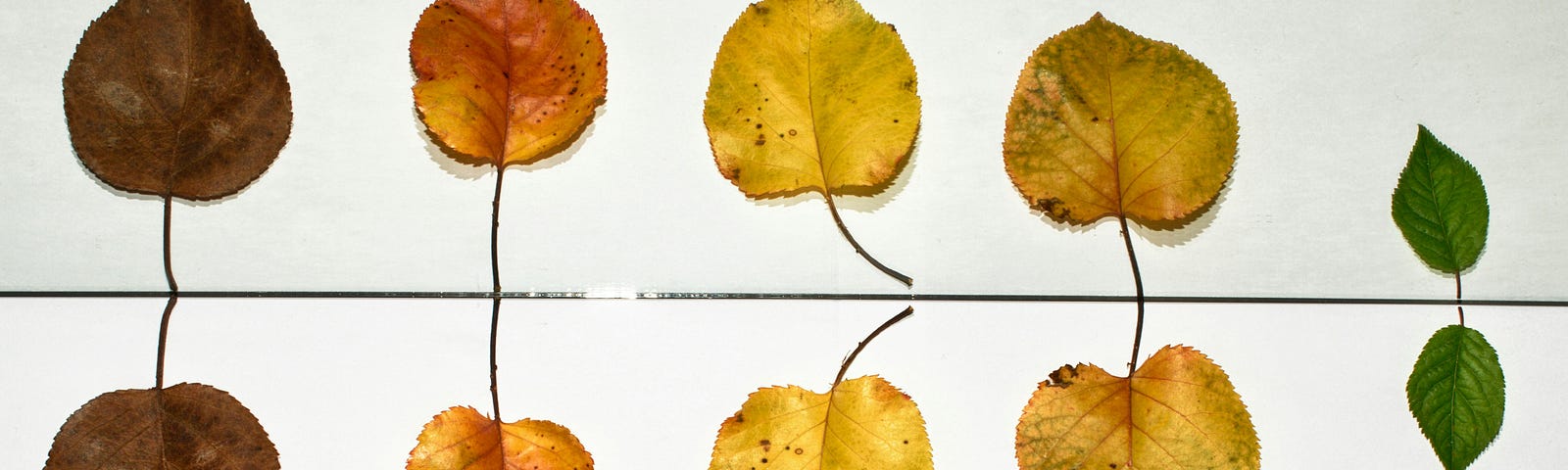 Five leaves of different colors and their reflections below