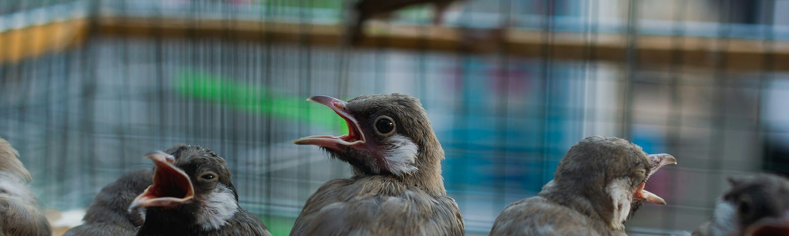 birds singing for spring