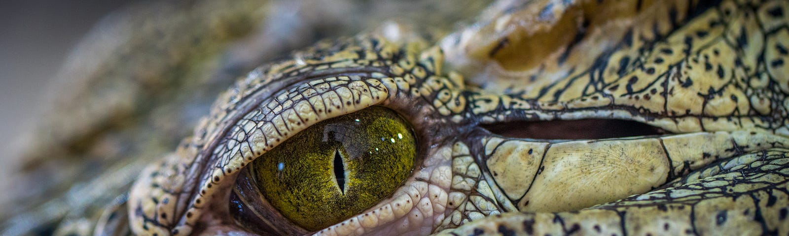 closeup of crocodile eye