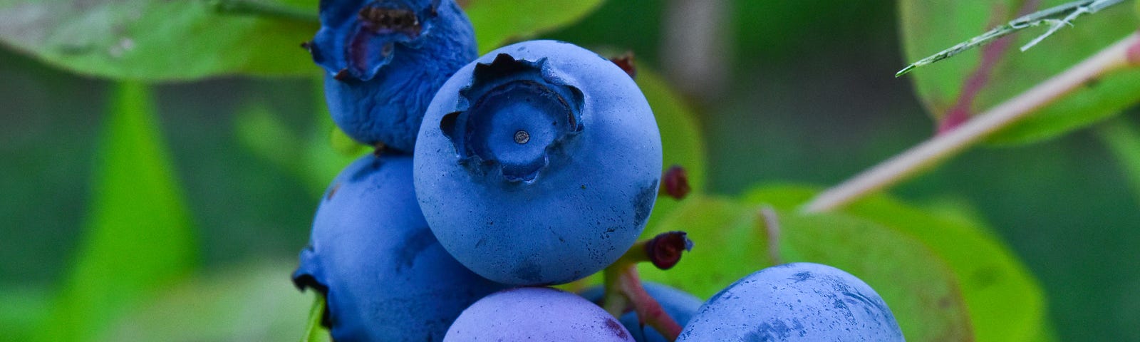 plumb and vibrantly colored blueberries ready to be picked.