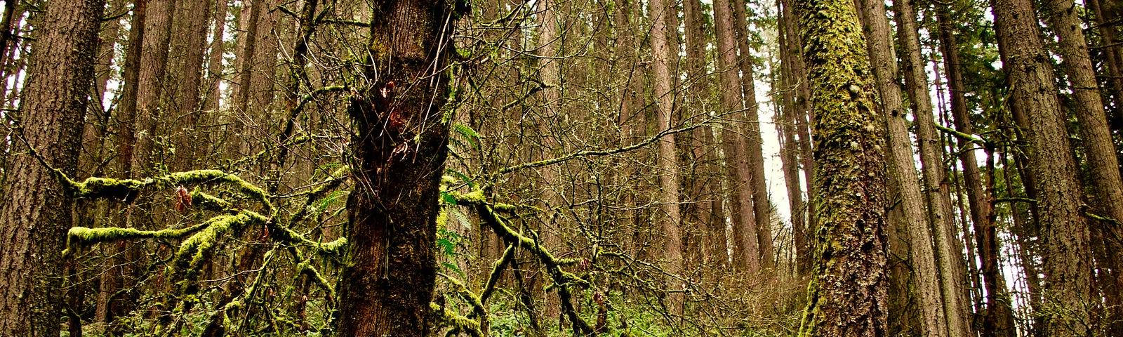 A healthy forest with ferns growing rampantly.