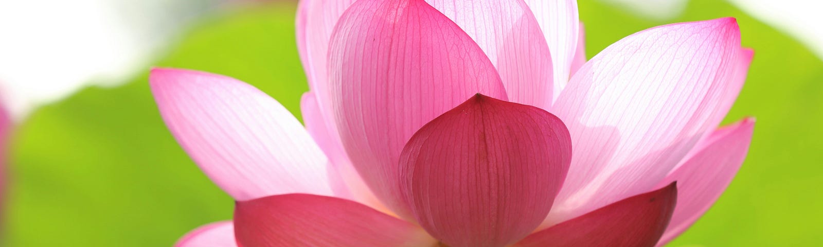 A lotus flower