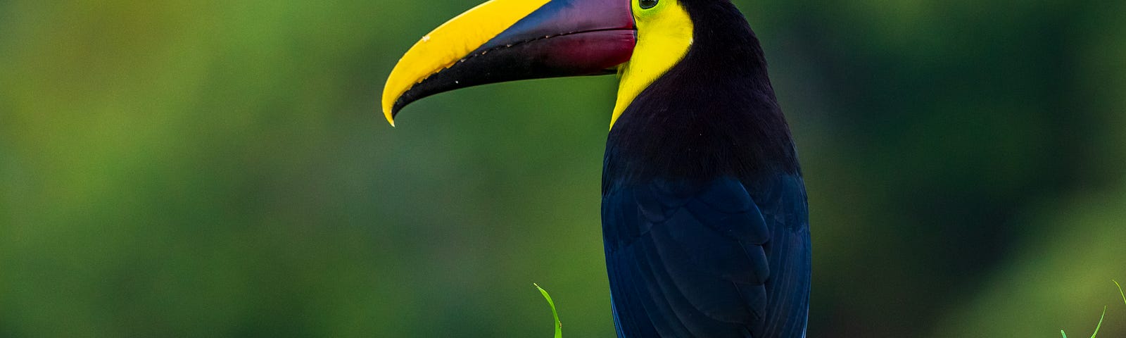 A toucan sitting on a tree branch
