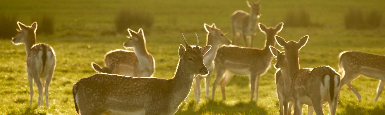 Deer under the haze of waning light