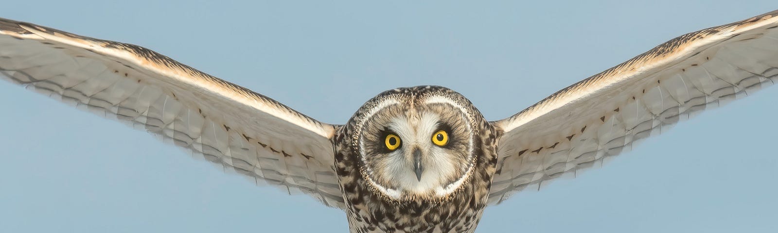 Owl in flight with total focus