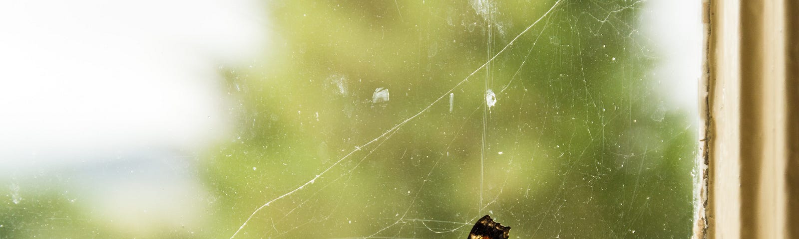 Butterfly stuck behind a closed window.