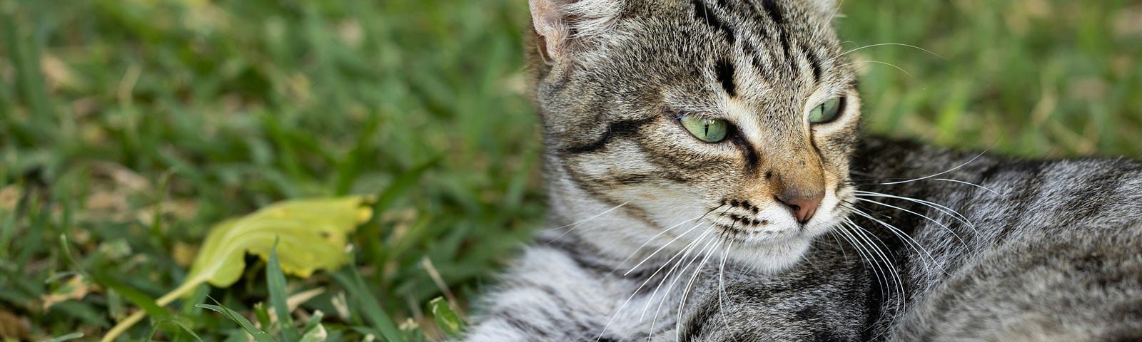 grey tabby cat curled up in short grass, head lifted to watch the world