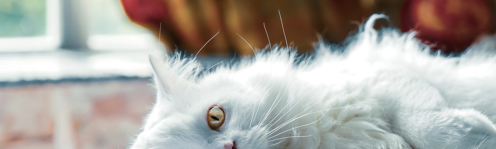 A very large white  Mainecoon Cat, with bright green eyes.  Stretched out on a blanket by a window. A representation of Leo, the cat in our story.