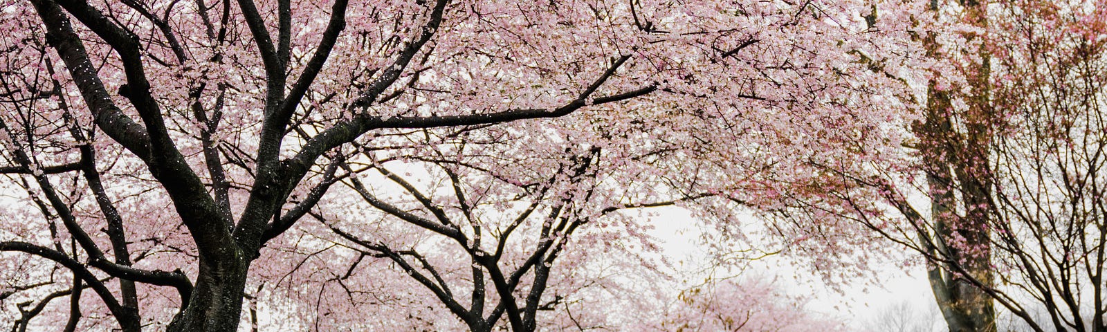 Photo of reflections of cherry blossom trees along the river.